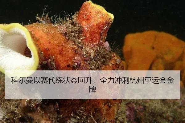 科尔曼以赛代练状态回升，全力冲刺杭州亚运会金牌